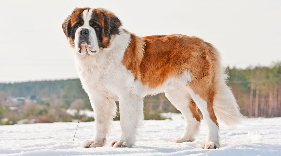 Owning a Saint Bernard: Big, Bold, and Lovable